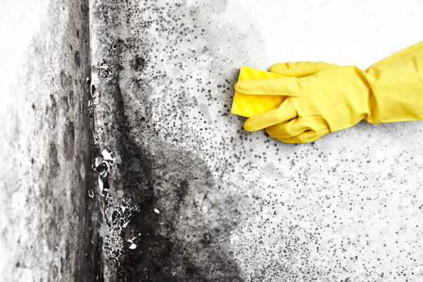 Best Fast Mold Removal  in Lake Arrowhead, ME