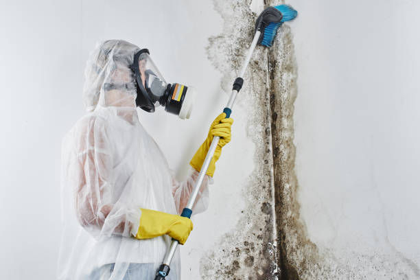 Trusted Lake Arrowhead, ME Mold Removal Experts