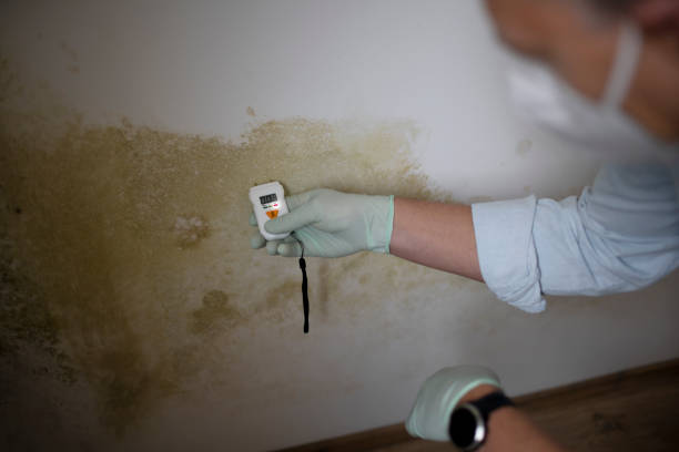 Mold Removal Process in Lake Arrowhead, ME