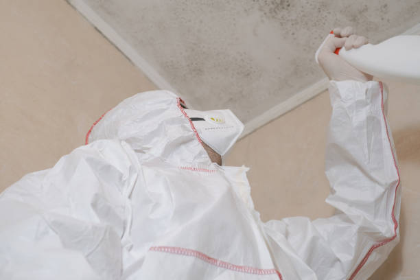 Best Local Mold Removal Service  in Lake Arrowhead, ME